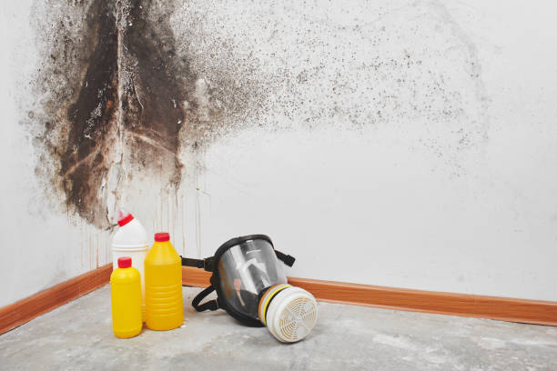 Best Mold Removal Process  in Honea Path, SC
