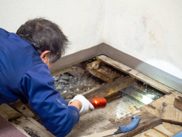 Best Local Mold Removal Service  in Honea Path, SC