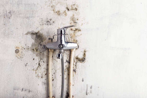 Best Commercial Mold Removal  in Honea Path, SC