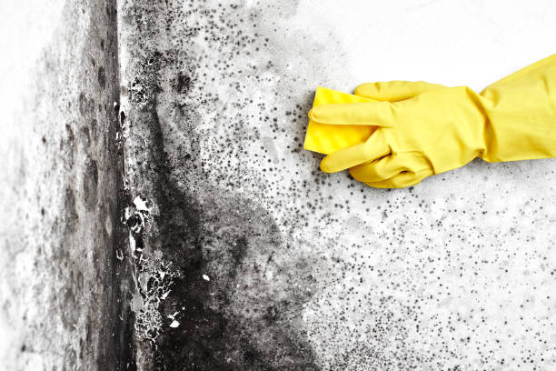 Best Toxic Mold Removal  in Honea Path, SC