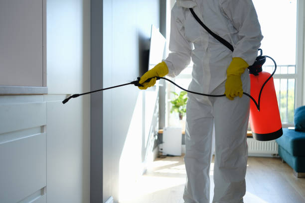 Attic Mold Removal in Honea Path, SC