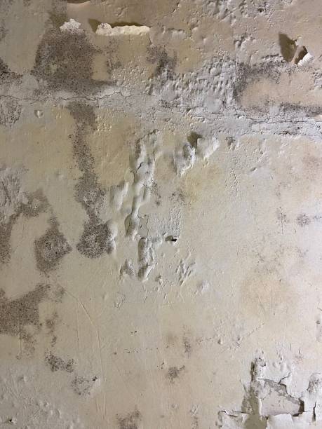 Best Crawl Space Mold Removal  in Honea Path, SC