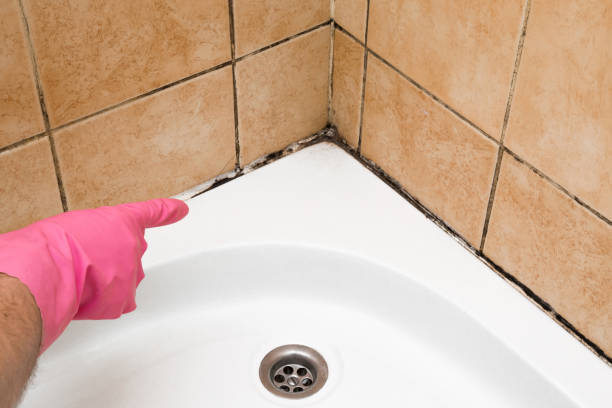 Best Mold Damage Repair  in Honea Path, SC